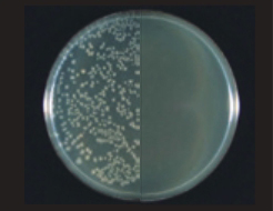 Clostridioides  diﬃcile 